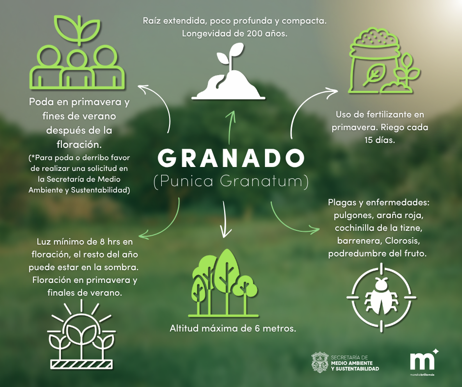 granado