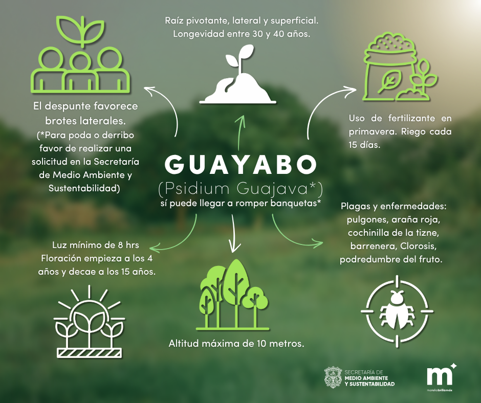 guayabo
