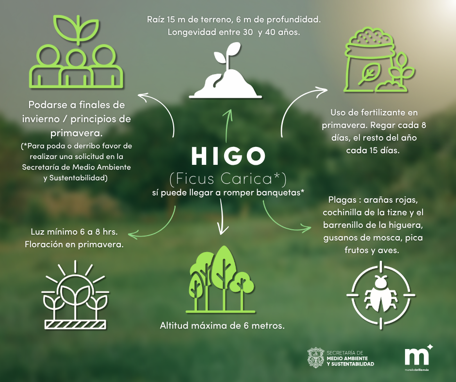 higo