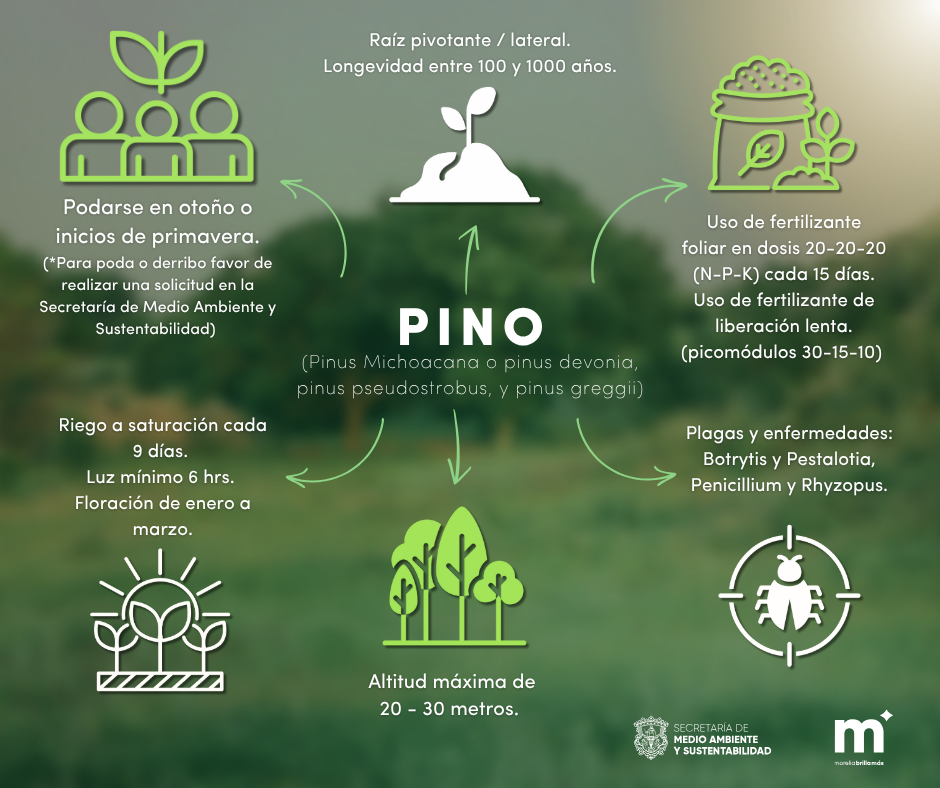 pino