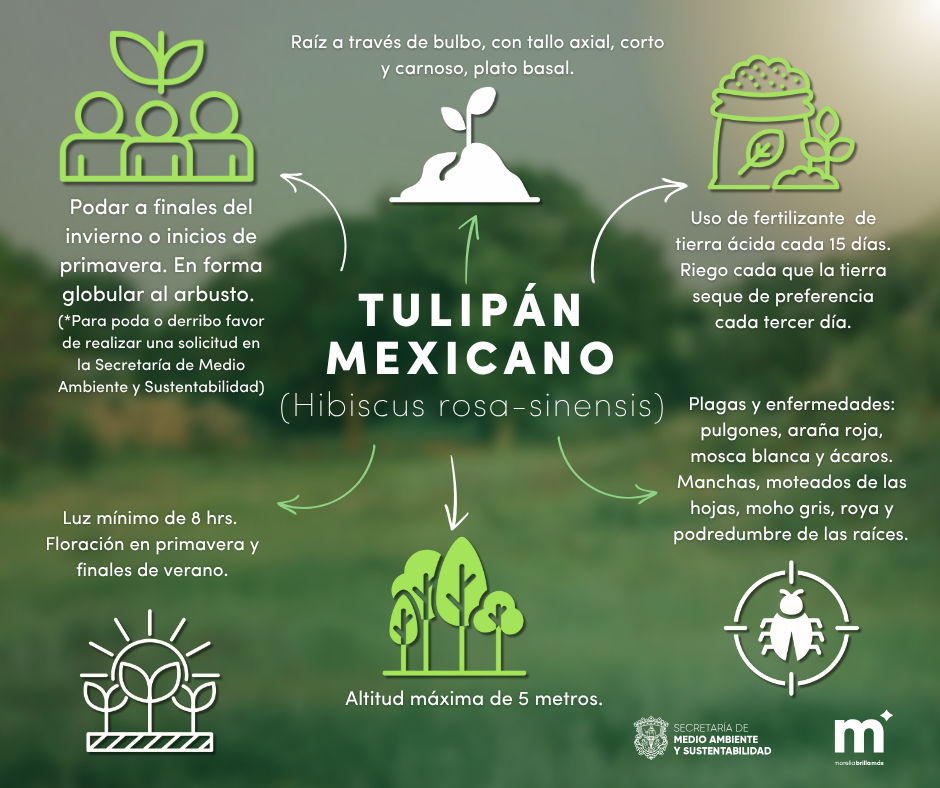 tulipan
