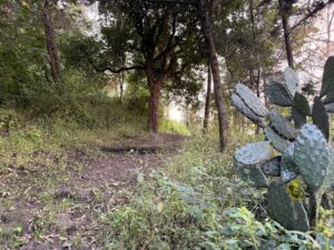 1 Octubre 2025 - Campaña Adopta un arbol - Ayuntamiento Secretaria de Ecologia (7)